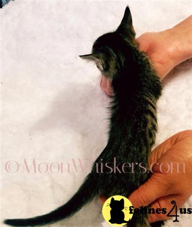 MoonWhiskers Picture 2